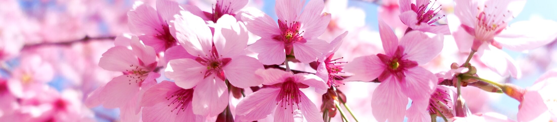 満開の桜